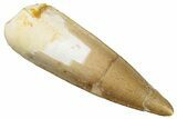 Fossil Spinosaurus Tooth - Real Dinosaur Tooth #268431-1